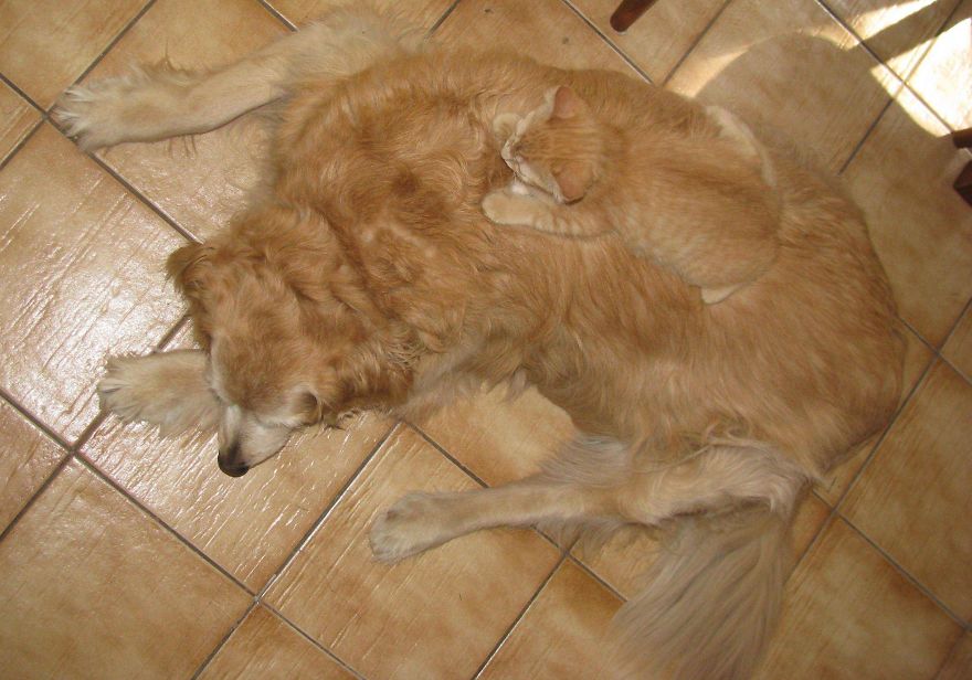 Trova l'Intruso: 32 Animali che si Mimetizzano alla Perfezione!