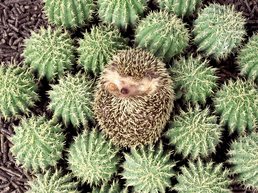 Trova l'Intruso: 32 Animali che si Mimetizzano alla Perfezione!