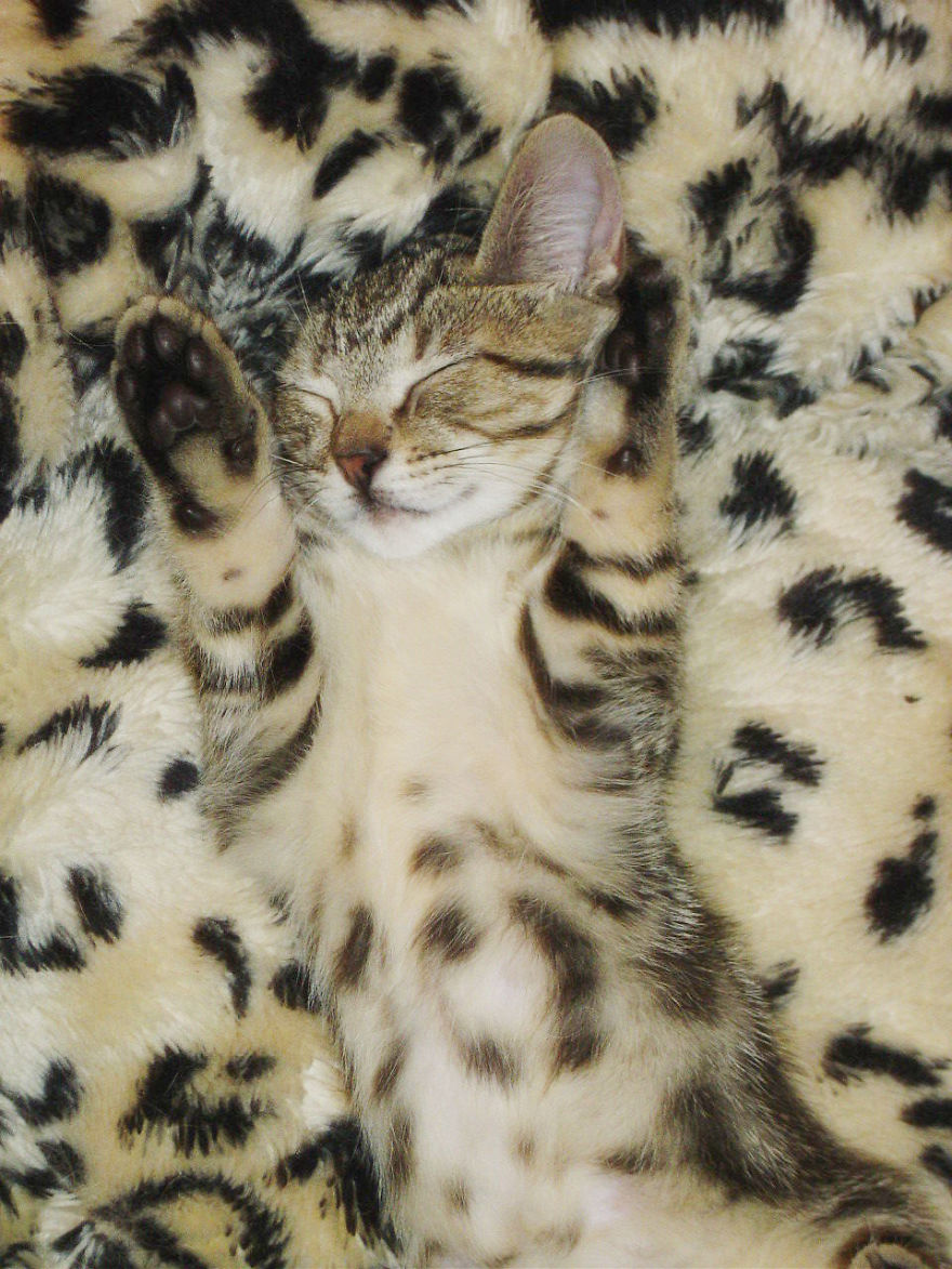 Trova l'Intruso: 32 Animali che si Mimetizzano alla Perfezione!
