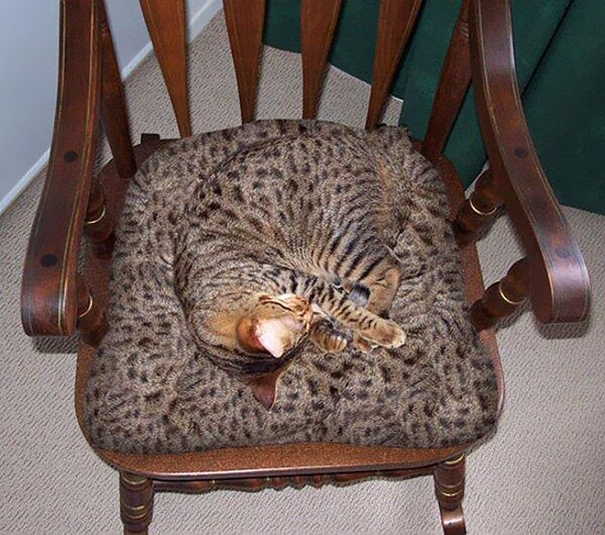 Trova l'Intruso: 32 Animali che si Mimetizzano alla Perfezione!