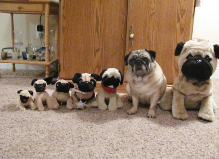 Trova l'Intruso: 32 Animali che si Mimetizzano alla Perfezione!