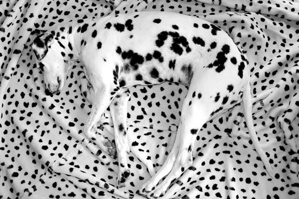 Trova l'Intruso: 32 Animali che si Mimetizzano alla Perfezione!