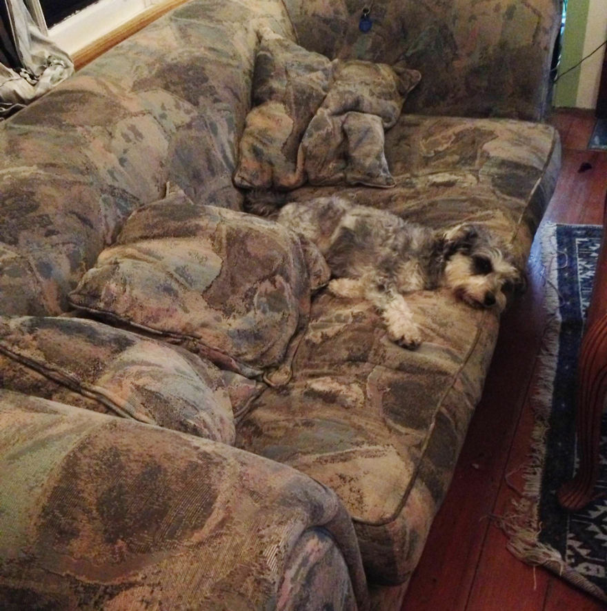 Trova l'Intruso: 32 Animali che si Mimetizzano alla Perfezione!