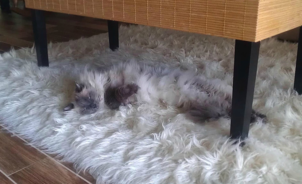 Trova l'Intruso: 32 Animali che si Mimetizzano alla Perfezione!