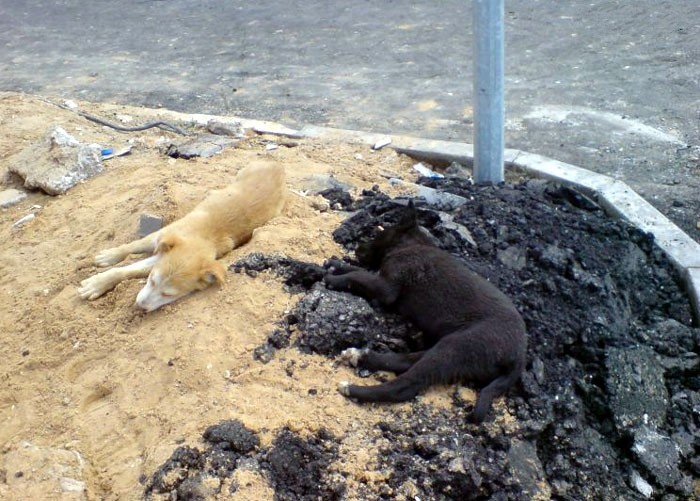 Trova l'Intruso: 32 Animali che si Mimetizzano alla Perfezione!