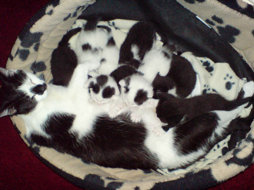 Trova l'Intruso: 32 Animali che si Mimetizzano alla Perfezione!