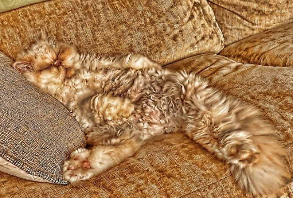 Trova l'Intruso: 32 Animali che si Mimetizzano alla Perfezione!
