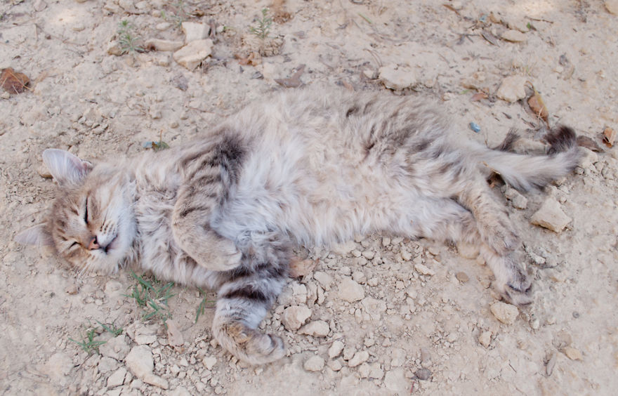 Trova l'Intruso: 32 Animali che si Mimetizzano alla Perfezione!