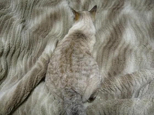 Trova l'Intruso: 32 Animali che si Mimetizzano alla Perfezione!