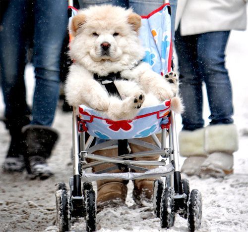 Le 43 migliori invenzioni per cani