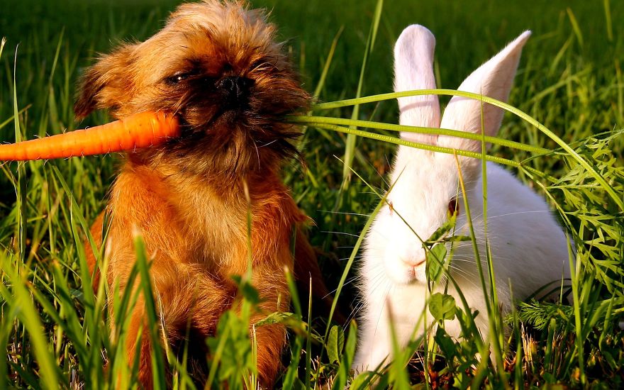 Amicizie Inusuali nel Mondo Animale