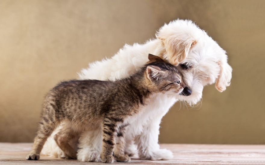 Amicizie Inusuali nel Mondo Animale