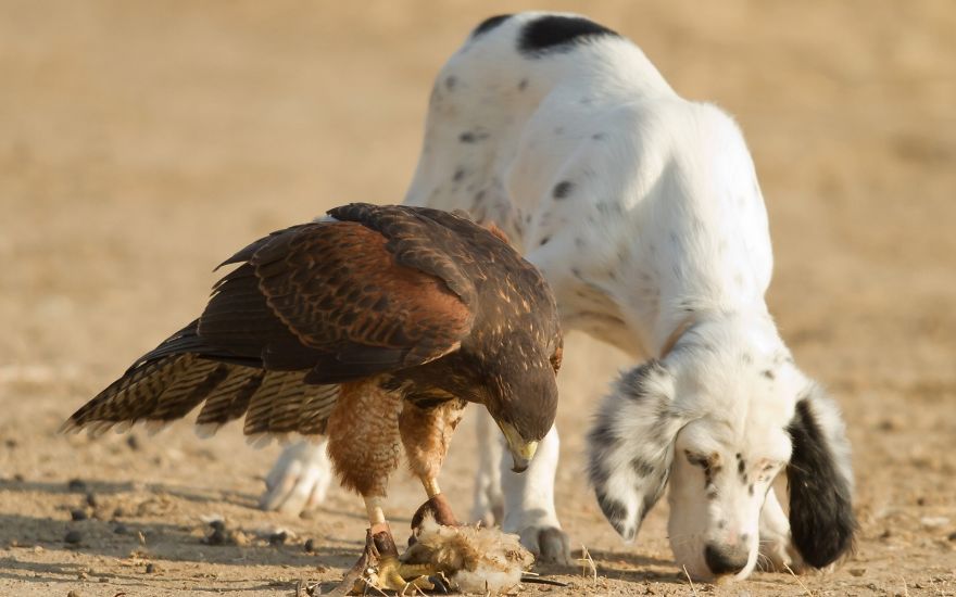 Amicizie Inusuali nel Mondo Animale