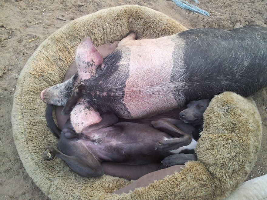 Amicizie Inusuali nel Mondo Animale