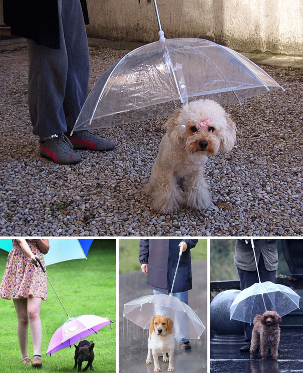 Le 43 migliori invenzioni per cani