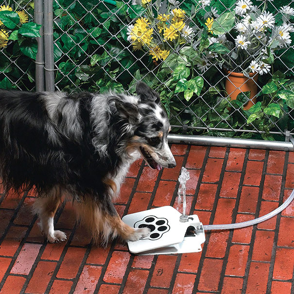 Le 43 migliori invenzioni per cani
