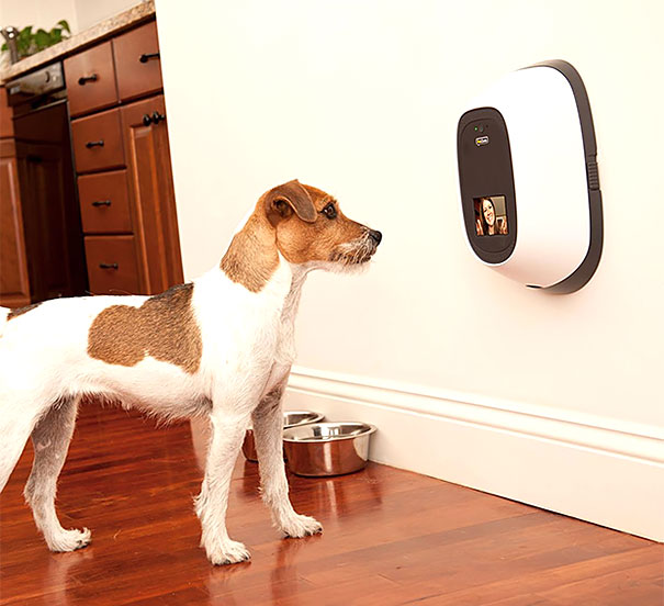 Le 43 migliori invenzioni per cani