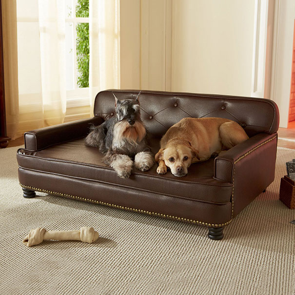 Le 43 migliori invenzioni per cani