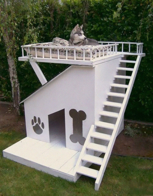 Le 43 migliori invenzioni per cani