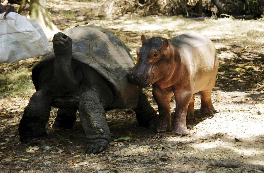 Amicizie Inusuali nel Mondo Animale