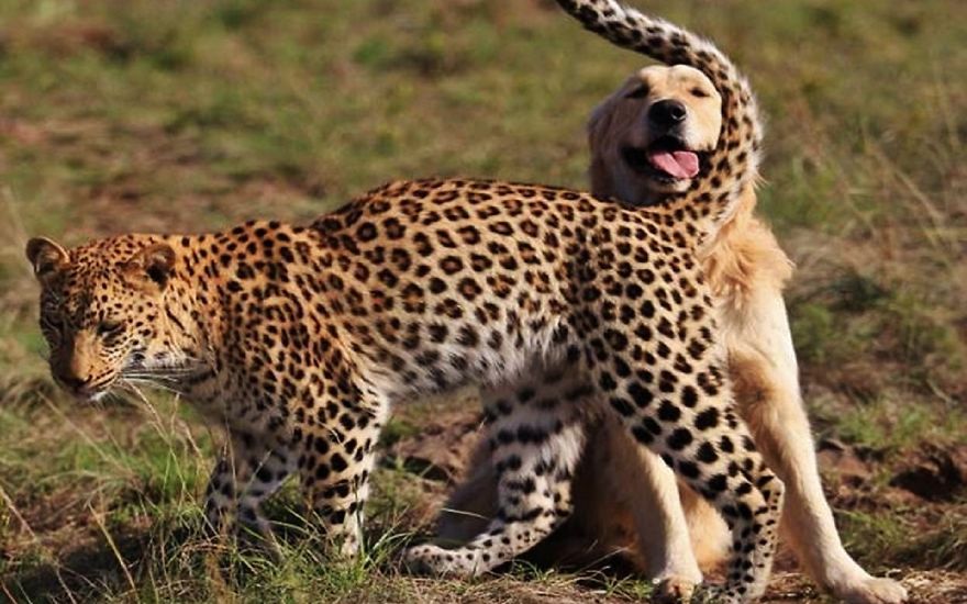 Amicizie Inusuali nel Mondo Animale