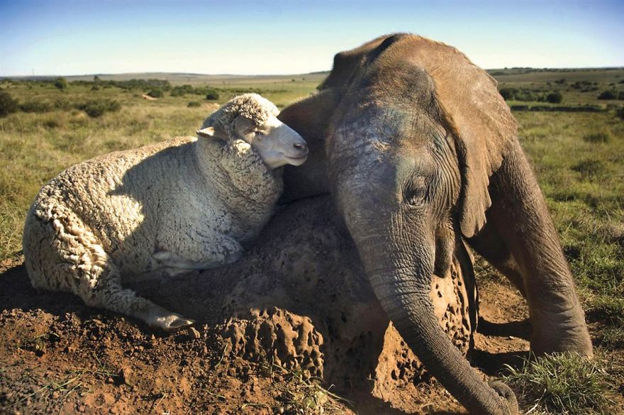 Amicizie Inusuali nel Mondo Animale