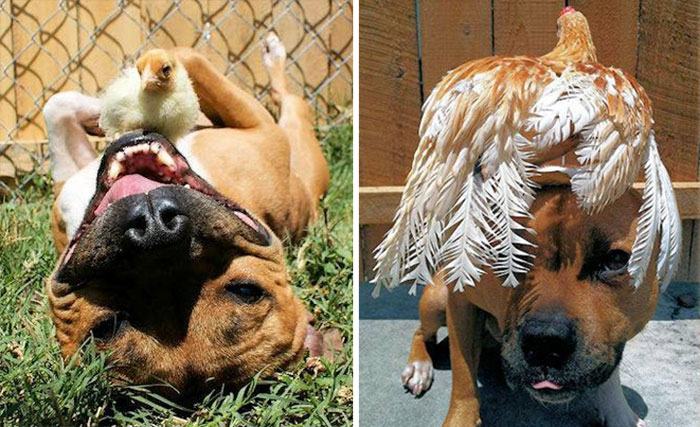 Amicizie Inusuali nel Mondo Animale