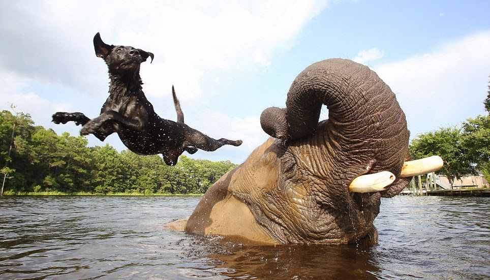 Amicizie Inusuali nel Mondo Animale