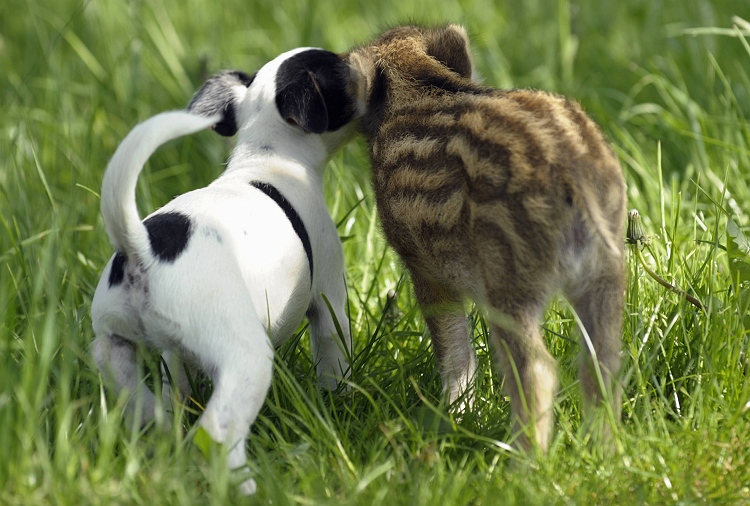 Amicizie Inusuali nel Mondo Animale