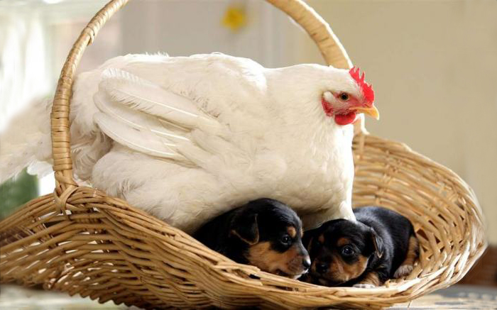 Amicizie Inusuali nel Mondo Animale