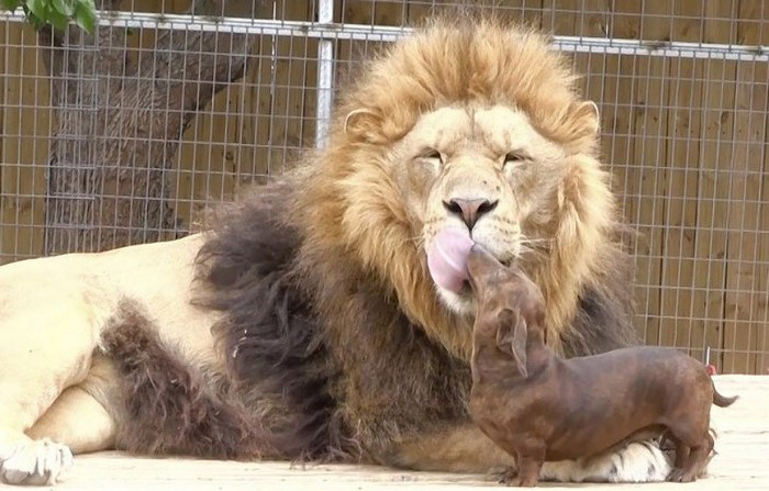 Amicizie Inusuali nel Mondo Animale
