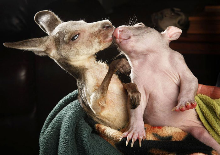 Amicizie Inusuali nel Mondo Animale