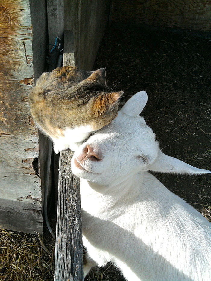Amicizie Inusuali nel Mondo Animale