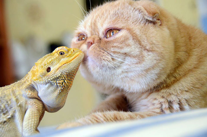 Amicizie Inusuali nel Mondo Animale