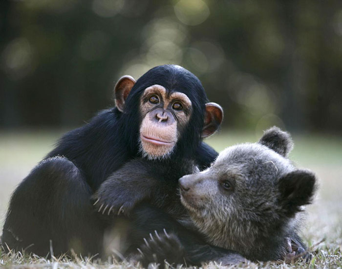 Amicizie Inusuali nel Mondo Animale
