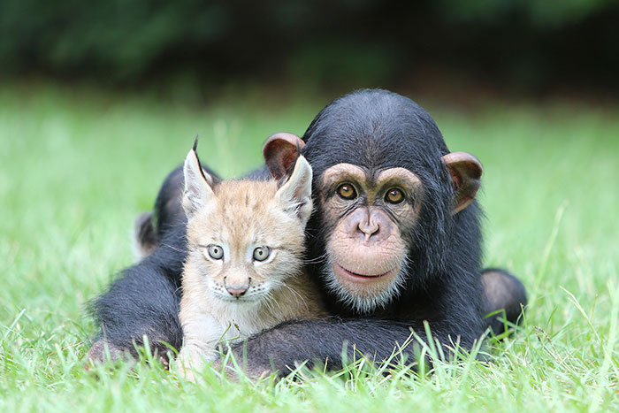 Amicizie Inusuali nel Mondo Animale