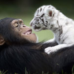 Amicizie Inusuali nel Mondo Animale