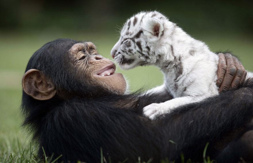 Amicizie Inusuali nel Mondo Animale