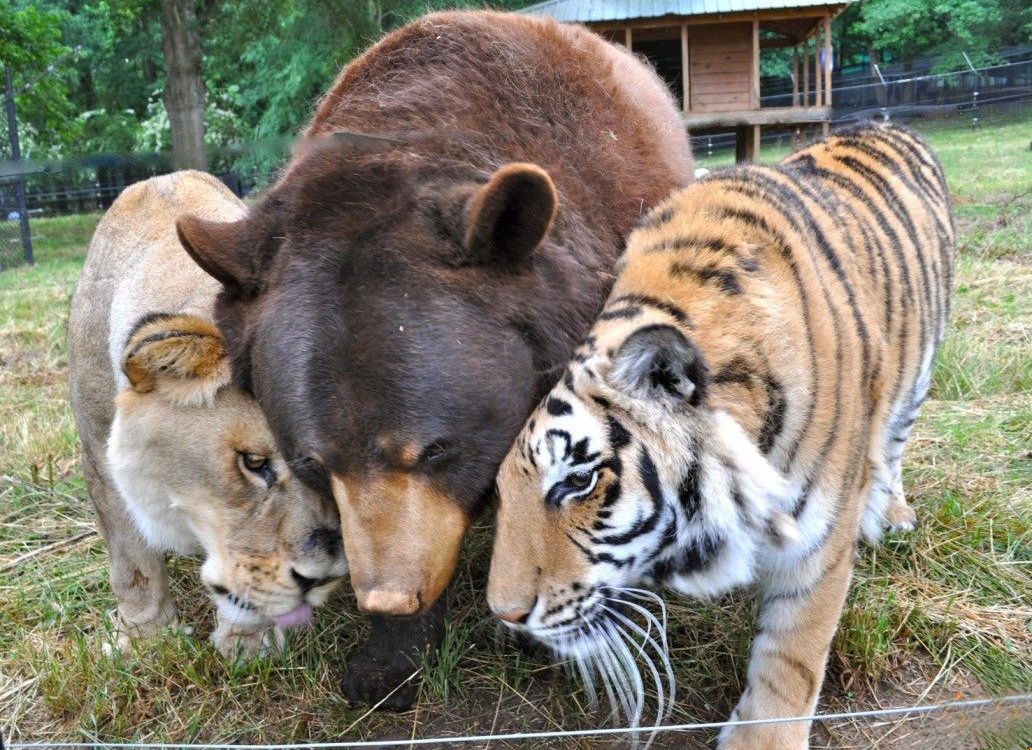 Amicizie Inusuali nel Mondo Animale