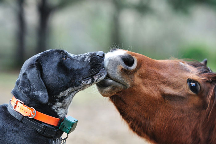 Amicizie Inusuali nel Mondo Animale