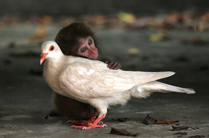 Amicizie Inusuali nel Mondo Animale