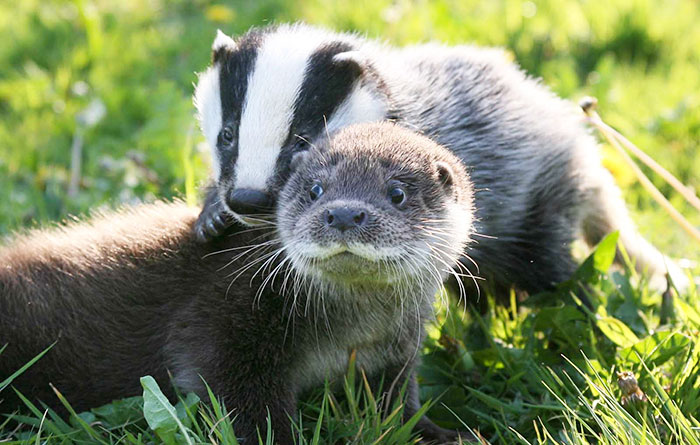Amicizie Inusuali nel Mondo Animale
