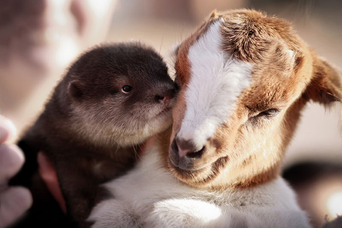 Amicizie Inusuali nel Mondo Animale