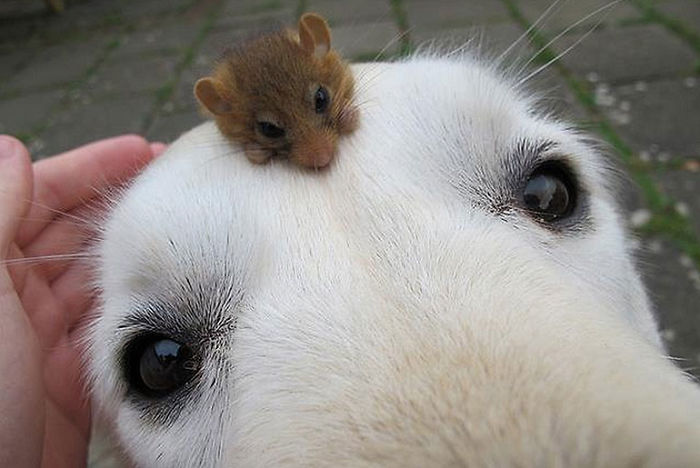 Amicizie Inusuali nel Mondo Animale
