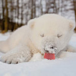 Cuccioli Di Animale Che Vedono La Neve Per La Prima Volta