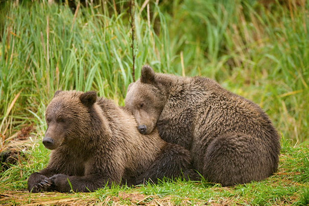 Cuccioli come Cuscini: la Tenera Pennichella di questi Dolcissimi Animali