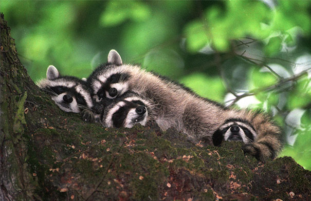 Cuccioli come Cuscini: la Tenera Pennichella di questi Dolcissimi Animali