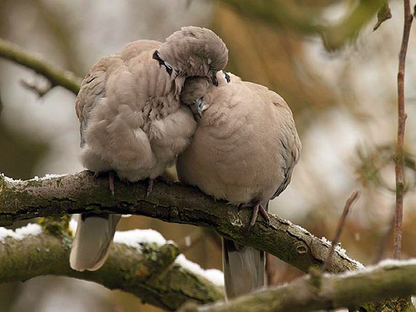 Cuccioli come Cuscini: la Tenera Pennichella di questi Dolcissimi Animali