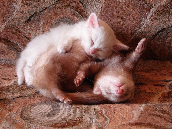 Cuccioli come Cuscini: la Tenera Pennichella di questi Dolcissimi Animali