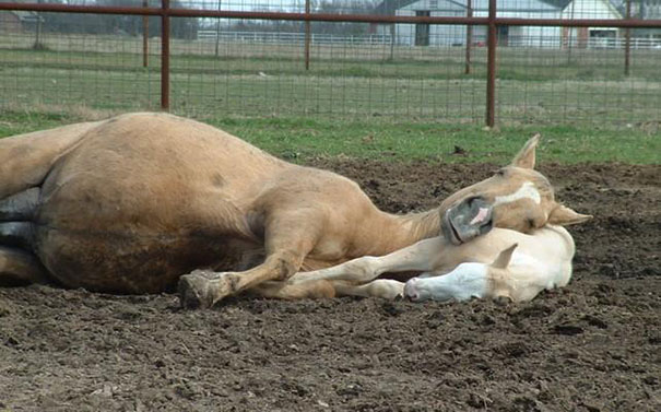 Cuccioli come Cuscini: la Tenera Pennichella di questi Dolcissimi Animali